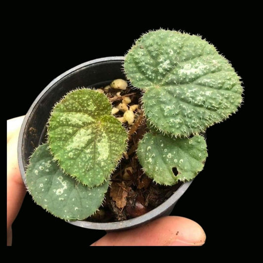 Begonia Sp Vietnam 168 (PRE-ORDER)