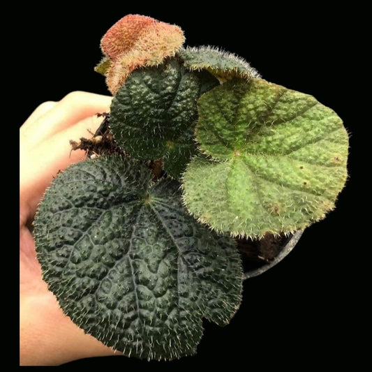 Begonia Sp Vietnam (PRE-ORDER)