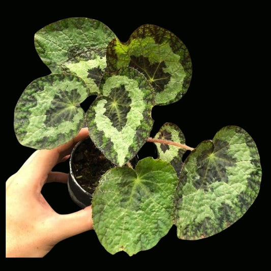 Begonia Sizemoreae Sp. Vietnam (PRE-ORDER)-JUL141