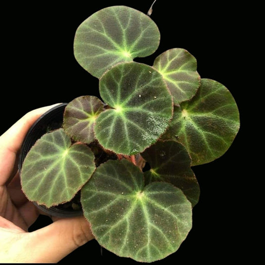 Begonia Subacide Sp. (PRE-ORDER)-JUL155