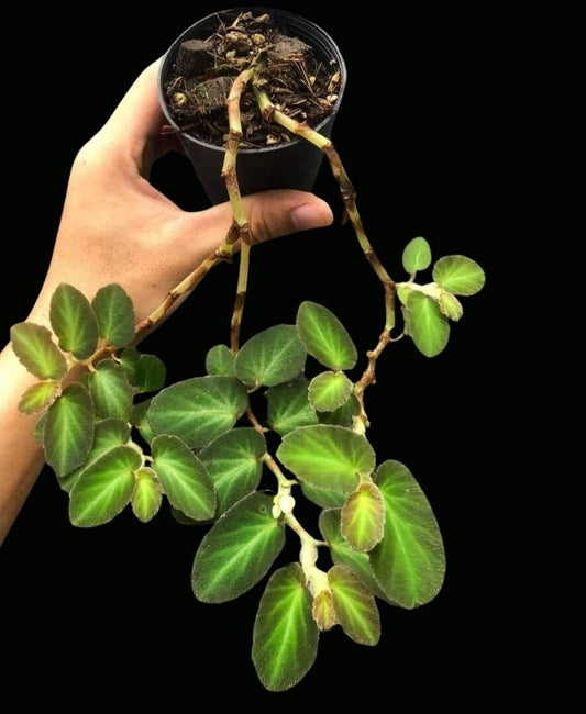 Begonia Thelmae (PRE-ORDER)