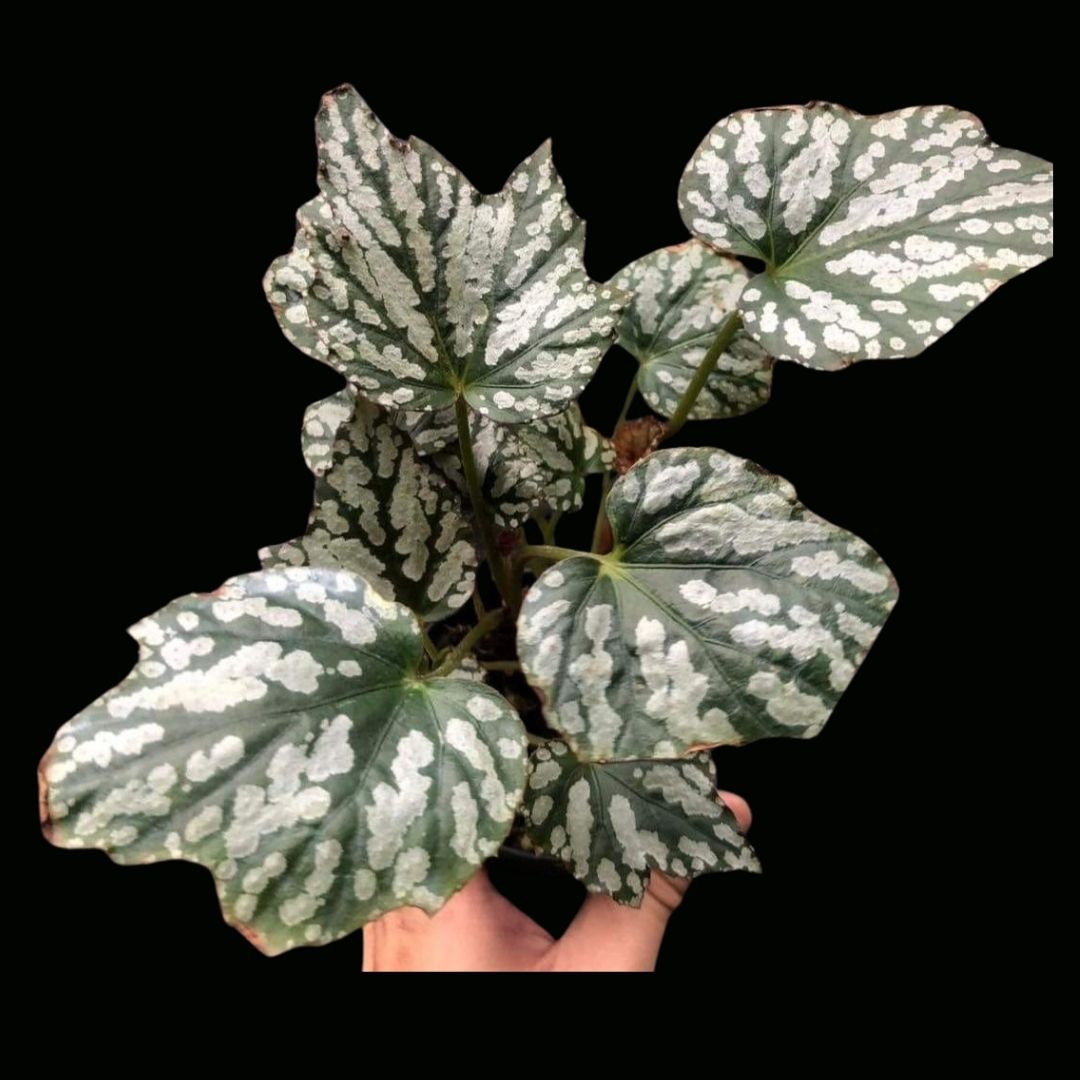 Begonia Tiny Bubbles (PRE-ORDER)-JUL165