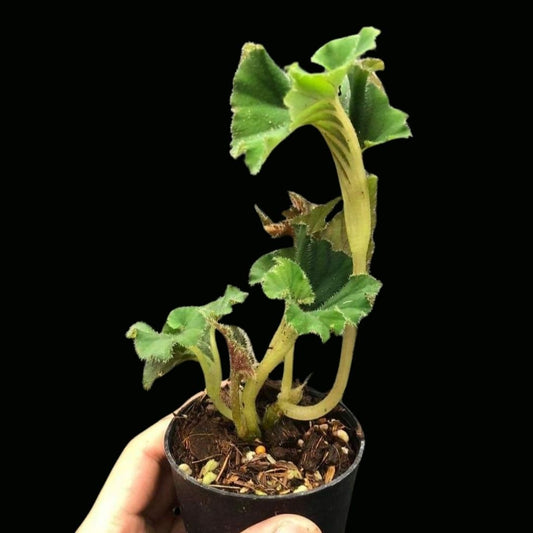 Begonia Tunjo (PRE-ORDER)