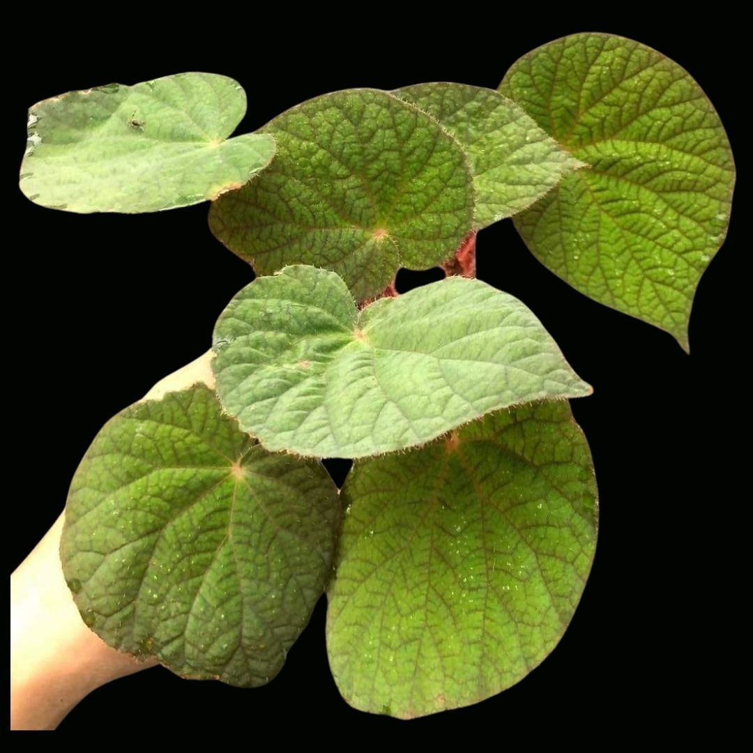 Begonia U521 Hybrid 195 (PRE-ORDER) – Fuzzy Roots