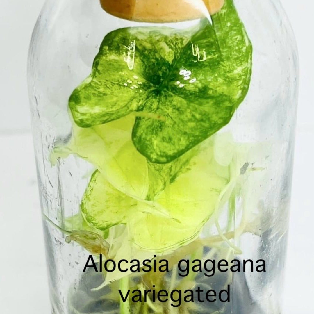 Alocasia Gageana Variegated Tissue Culture (PRE-ORDER)-TC24