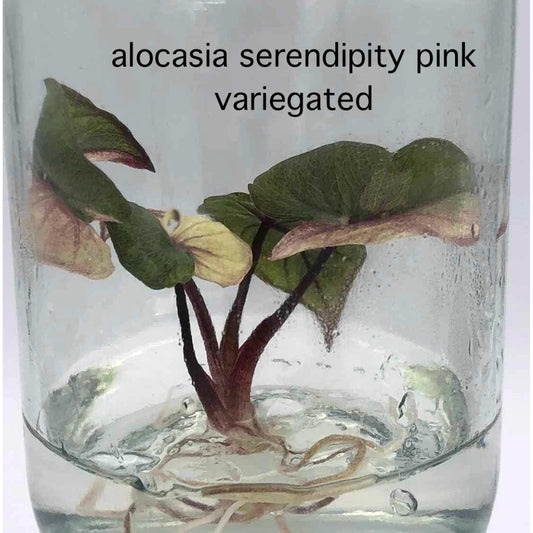 Alocasia Serendipity Pink Variegated Tissue Culture (PRE-ORDER)-TC43