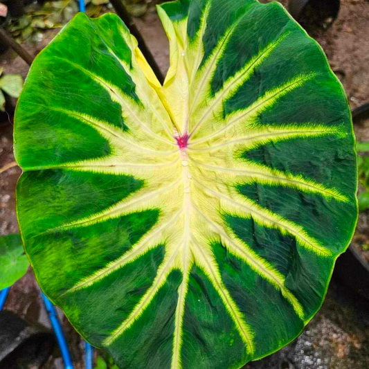 Colocasia Sun Smile (PRE-ORDER)
