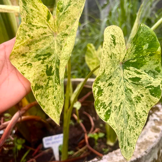Colocasia Aquatilis Paraiso (PRE-ORDER)